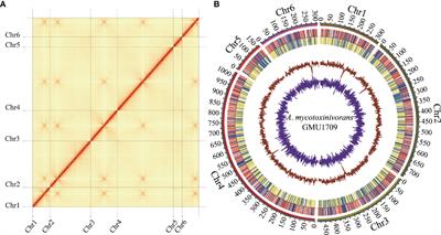 Complete Genome Sequencing and Comparative Analysis of the Clinically-Derived Apiotrichum mycotoxinivorans Strain GMU1709